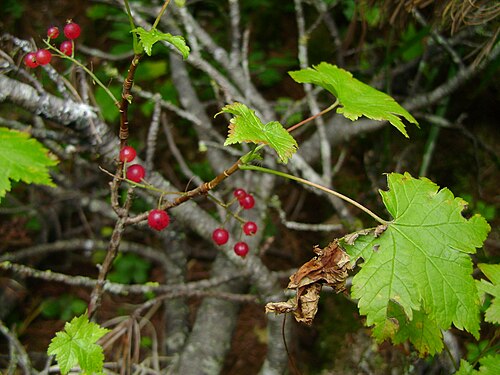 Ribes sachalinense: Леса юга о. Сахалин