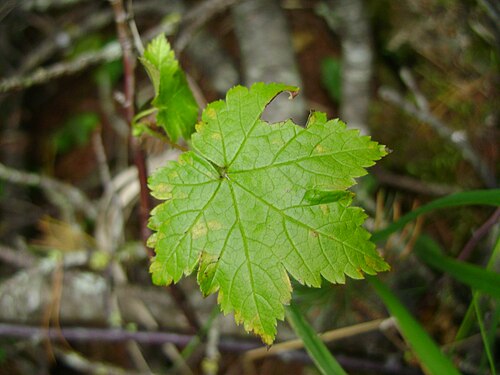 Ribes sachalinense: Леса юга о. Сахалин