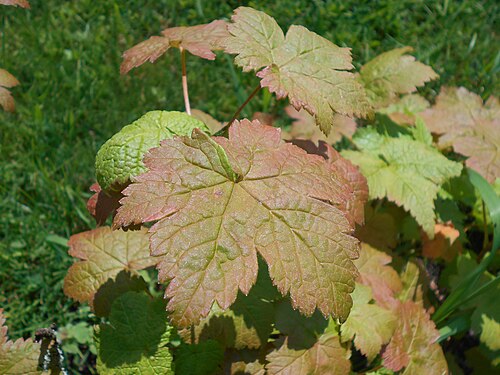 Ribes sachalinense: Ribes sachalinense , Botanischer Garten Berlin.