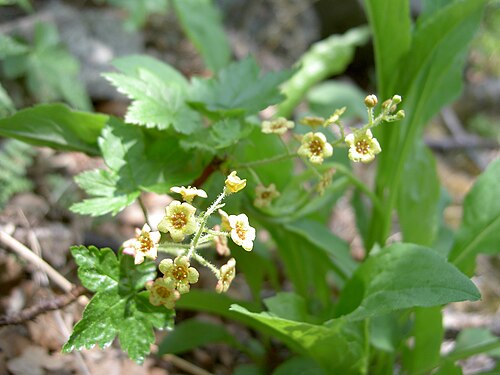 Ribes sachalinense: Леса юга о. Сахалин