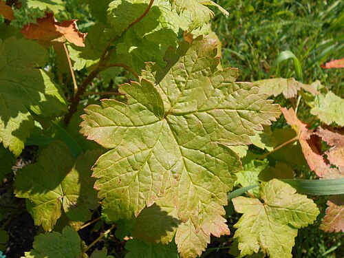 Ribes sachalinense: Ribes sachalinense , Botanischer Garten Berlin.