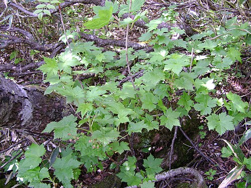 Ribes sachalinense: Леса юга о. Сахалин