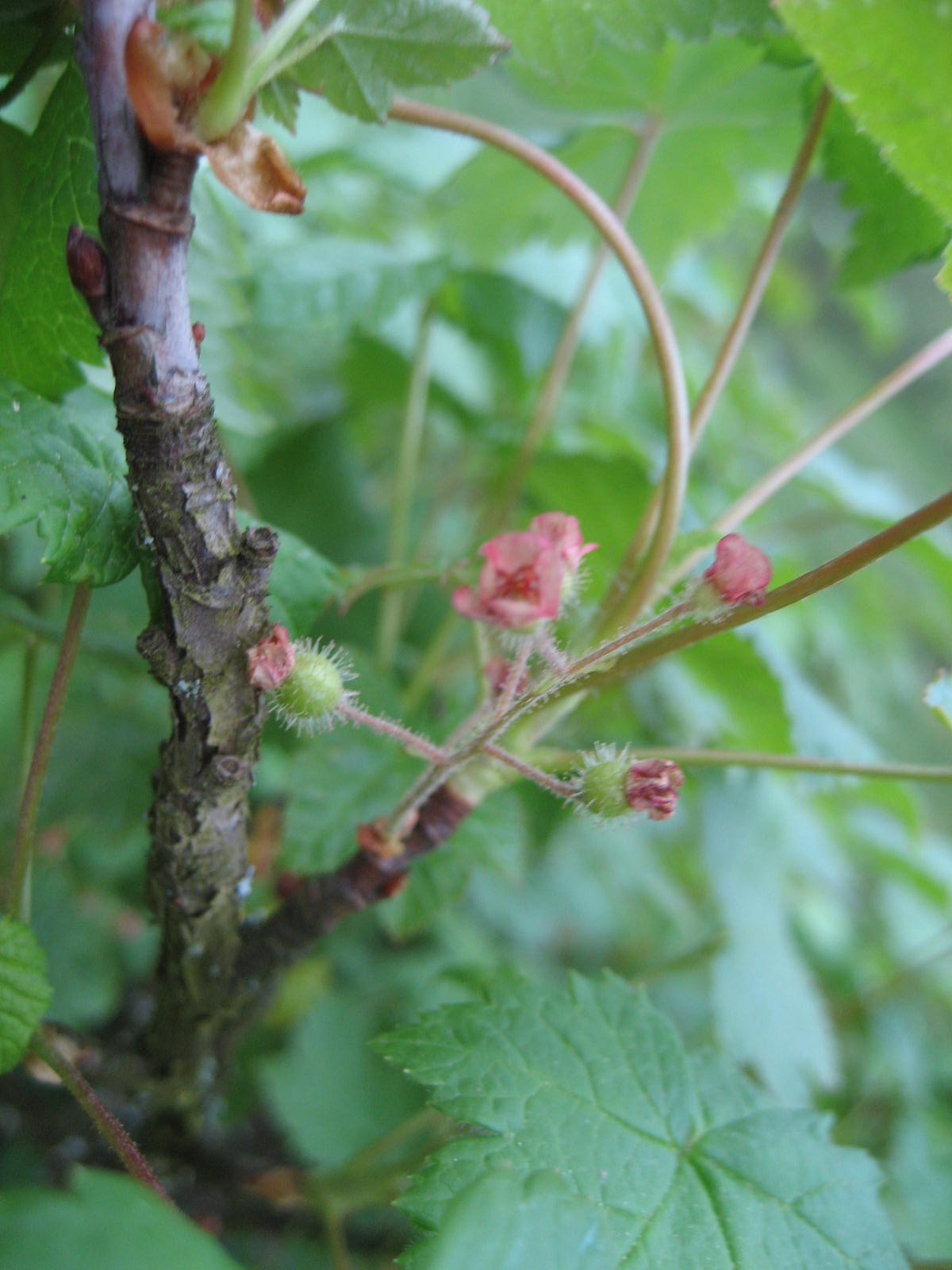Ribes sachalinense: Ribes sachalinense - Blüte - Bot. Garten Berlin Dahlem