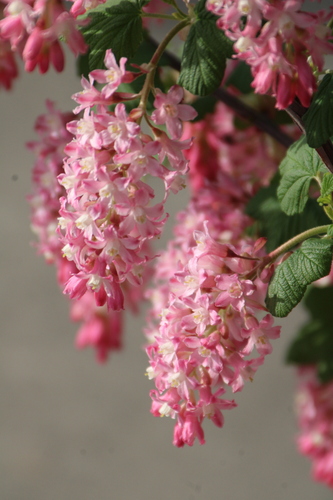 Red flowering currant (Ribes sanguineum)