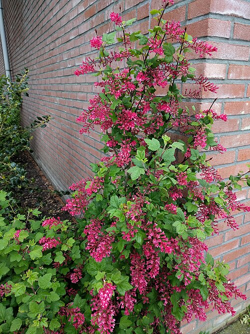 Red flowering currant: Noordwijk - Flowers