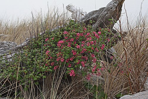 Red flowering currant: Redflower Currant, Flowering Currant; Driftwood