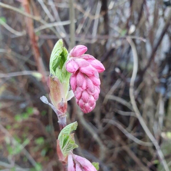 Red flowering currant (Ribes sanguineum)