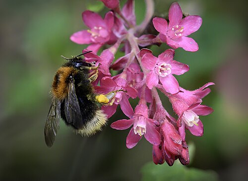 Red flowering currant: Ribes sanguineum