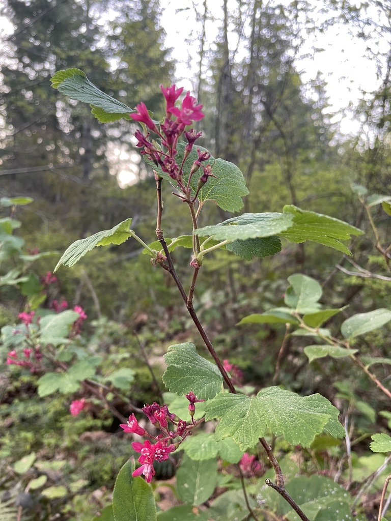 Red flowering currant (Ribes sanguineum)