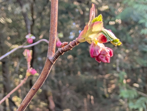 Red flowering currant (Ribes sanguineum)