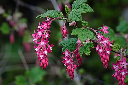 Red flowering currant: Flowering Currant cultivar (or escaped cultivar), growing by a Somerset farm.