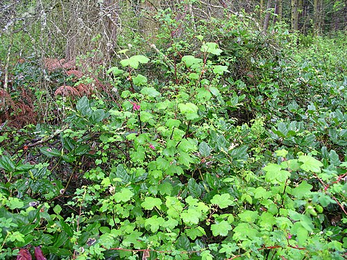 Red flowering currant: Red Flowering Currant Ribes sanguineum Grossulariaceae biology.burke.washington.edu/herbarium/imagecollection.ph... Kingdom: Plantae Division: Magnoliophyta Cla