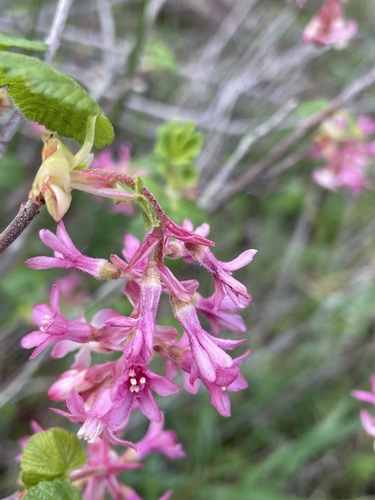 Red flowering currant (Ribes sanguineum)