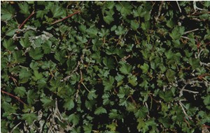 Sardinian currant: According to IUCN/SSC specialists this is one of the most endangered species of island floras in the Mediterranean area.