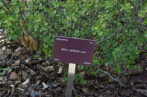 Sardinian currant: Ribes sardoum, Conservatoire botanique national de Brest