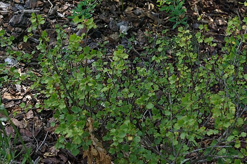 Sardinian currant: Ribes sardoum, Conservatoire botanique national de Brest