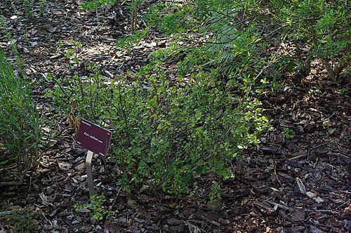 Sardinian currant: Ribes sardoum, Conservatoire botanique national de Brest
