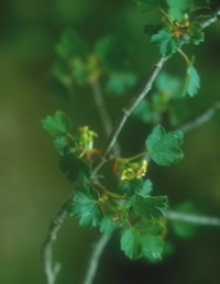 Sardinian currant: According to IUCN/SSC specialists this is one of the most endangered species of island floras in the Mediterranean area.