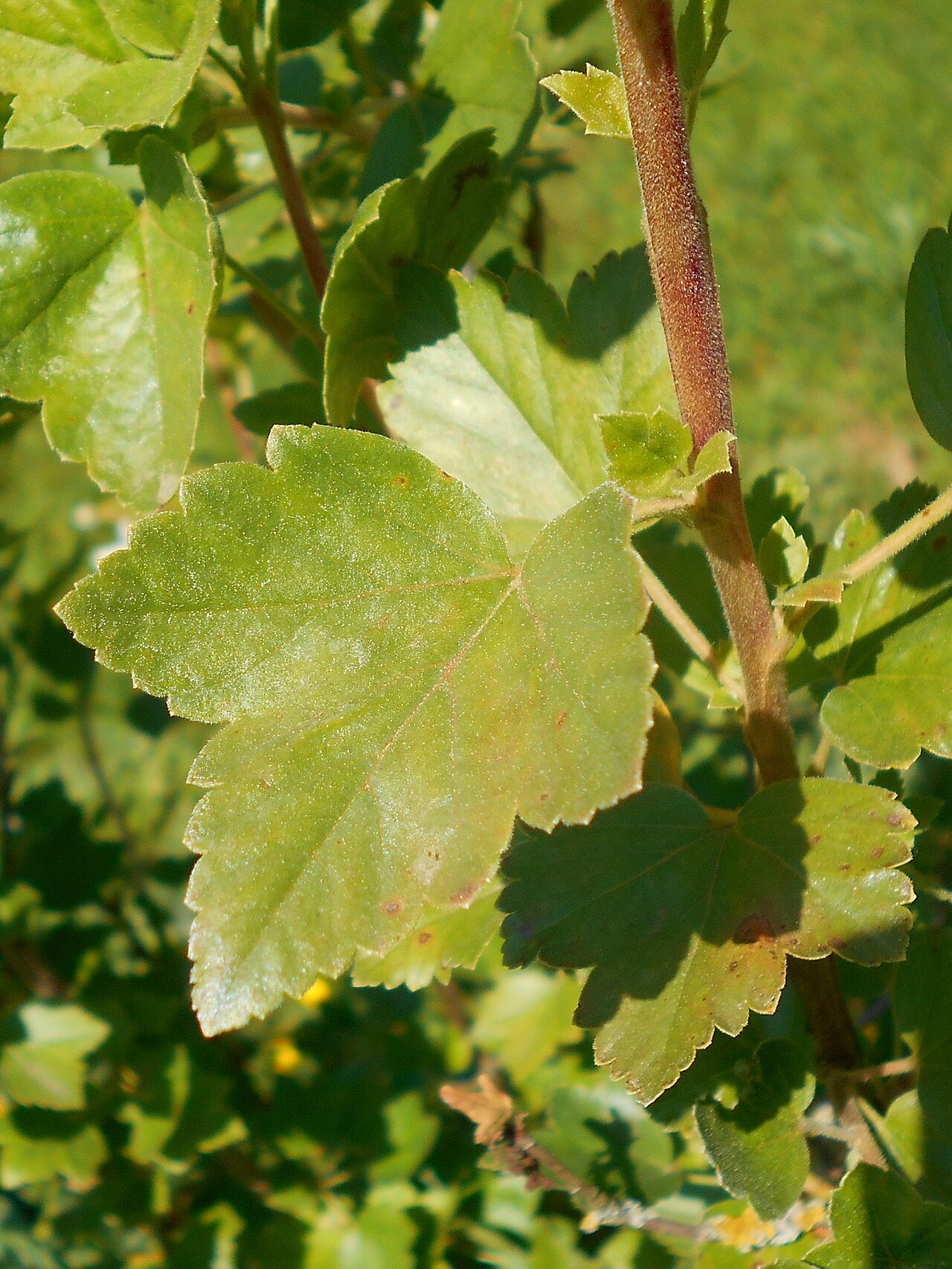Ribes saxatile: Ribes saxatile , Botanischer Garten Berlin.