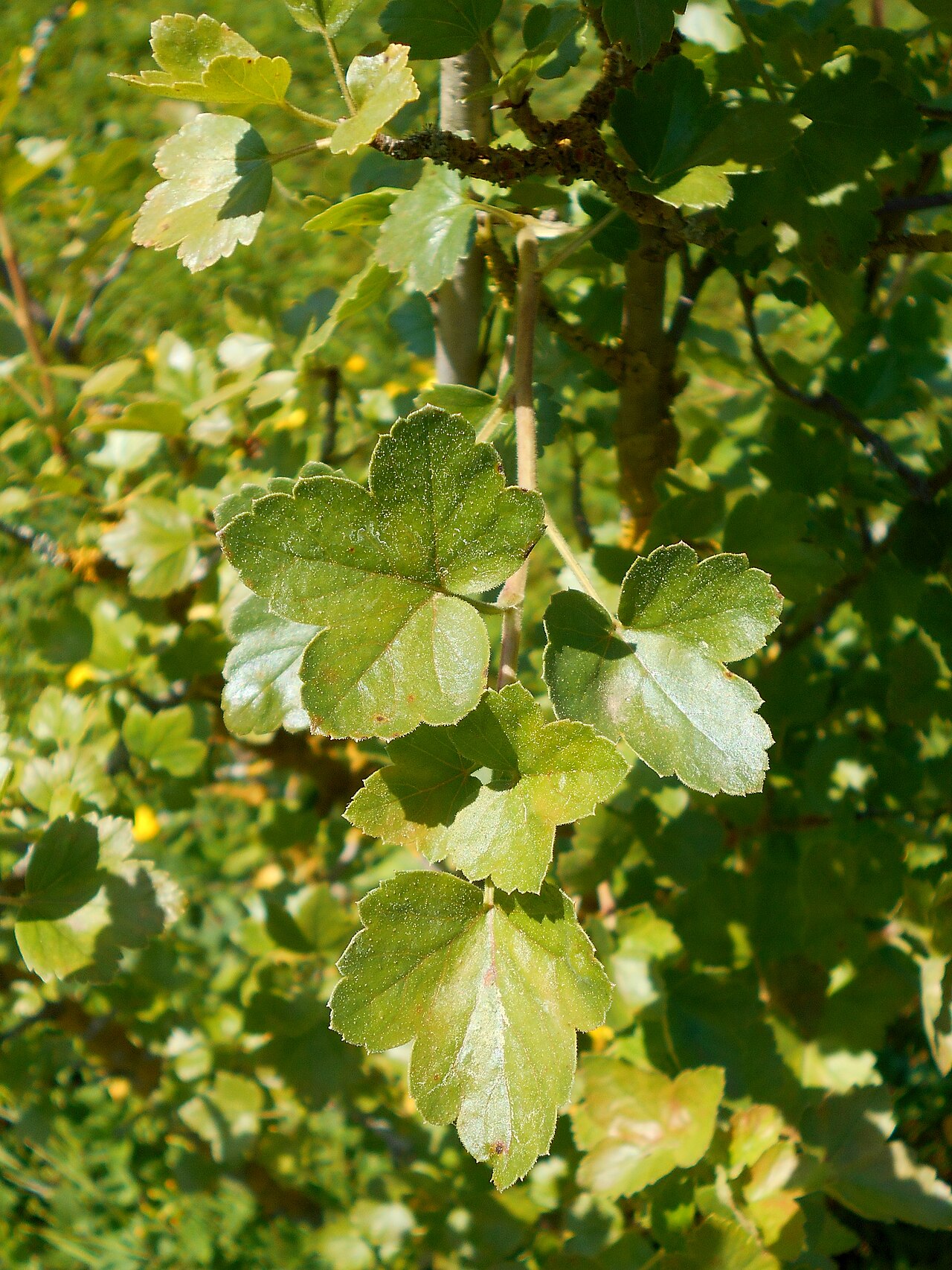 Ribes saxatile: Ribes saxatile , Botanischer Garten Berlin.