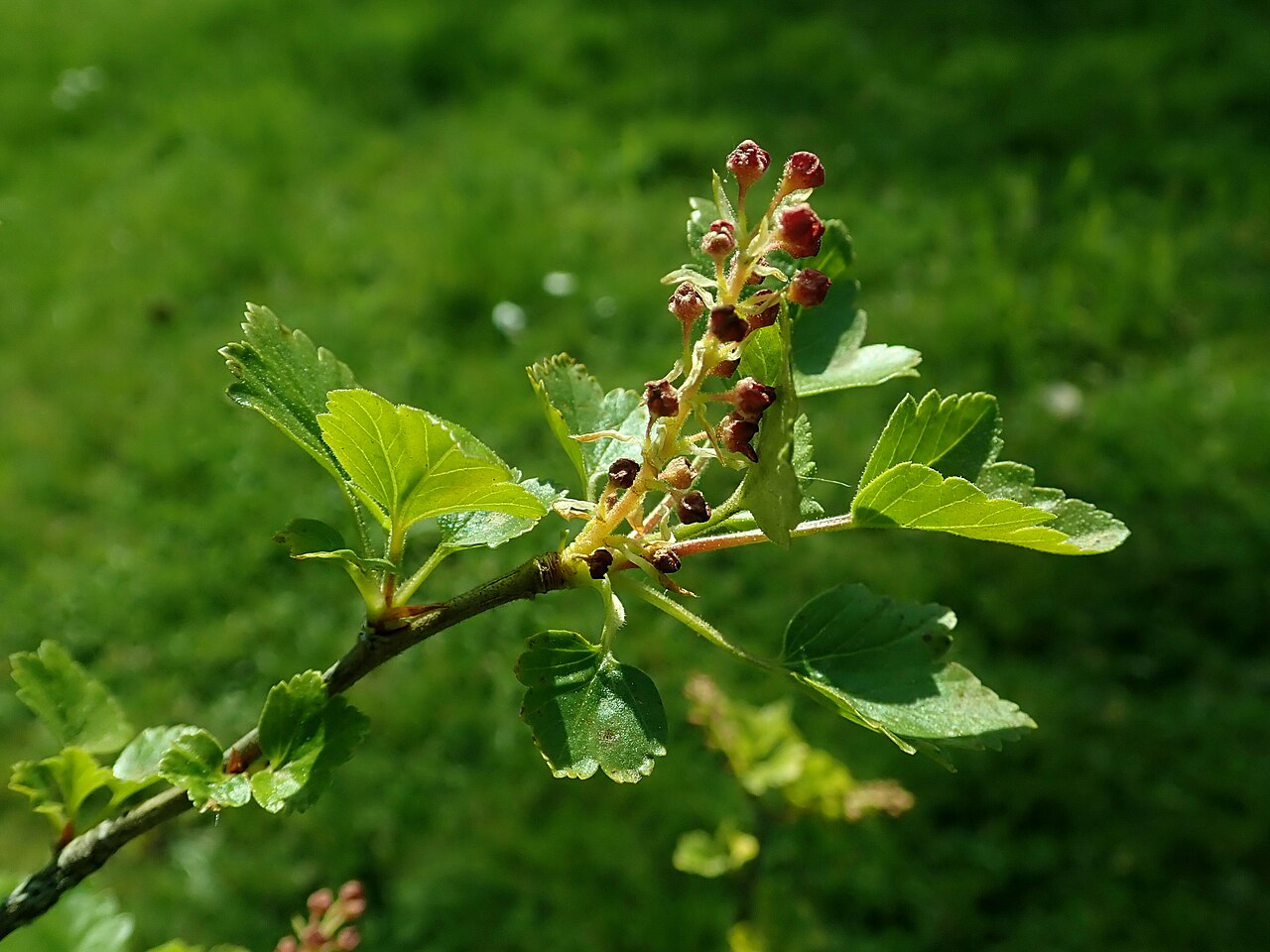 Ribes saxatile: Ribes saxatile , Berlin-Dahlem Botanical Garden.