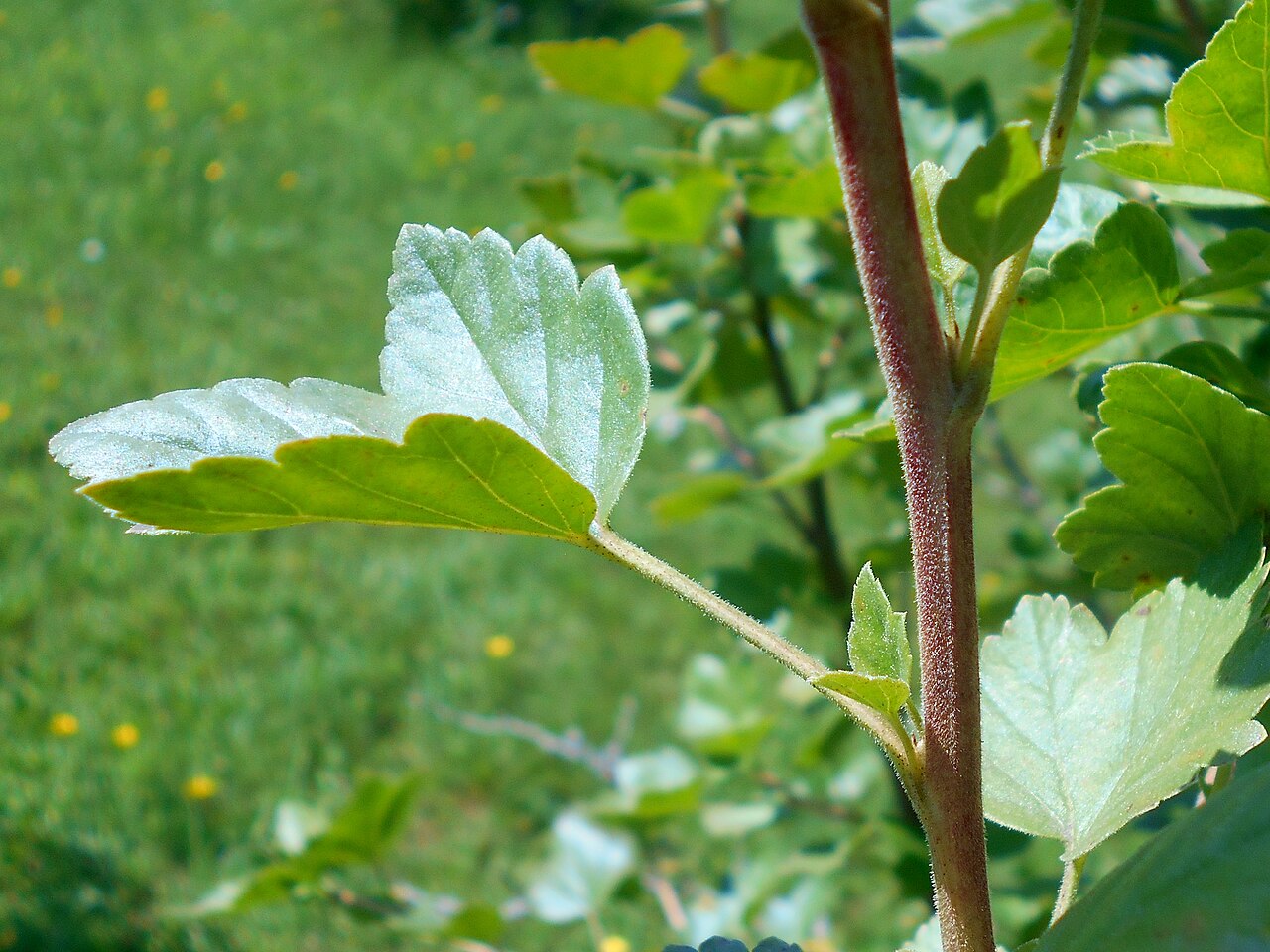 Ribes saxatile: Ribes saxatile , Botanischer Garten Berlin.