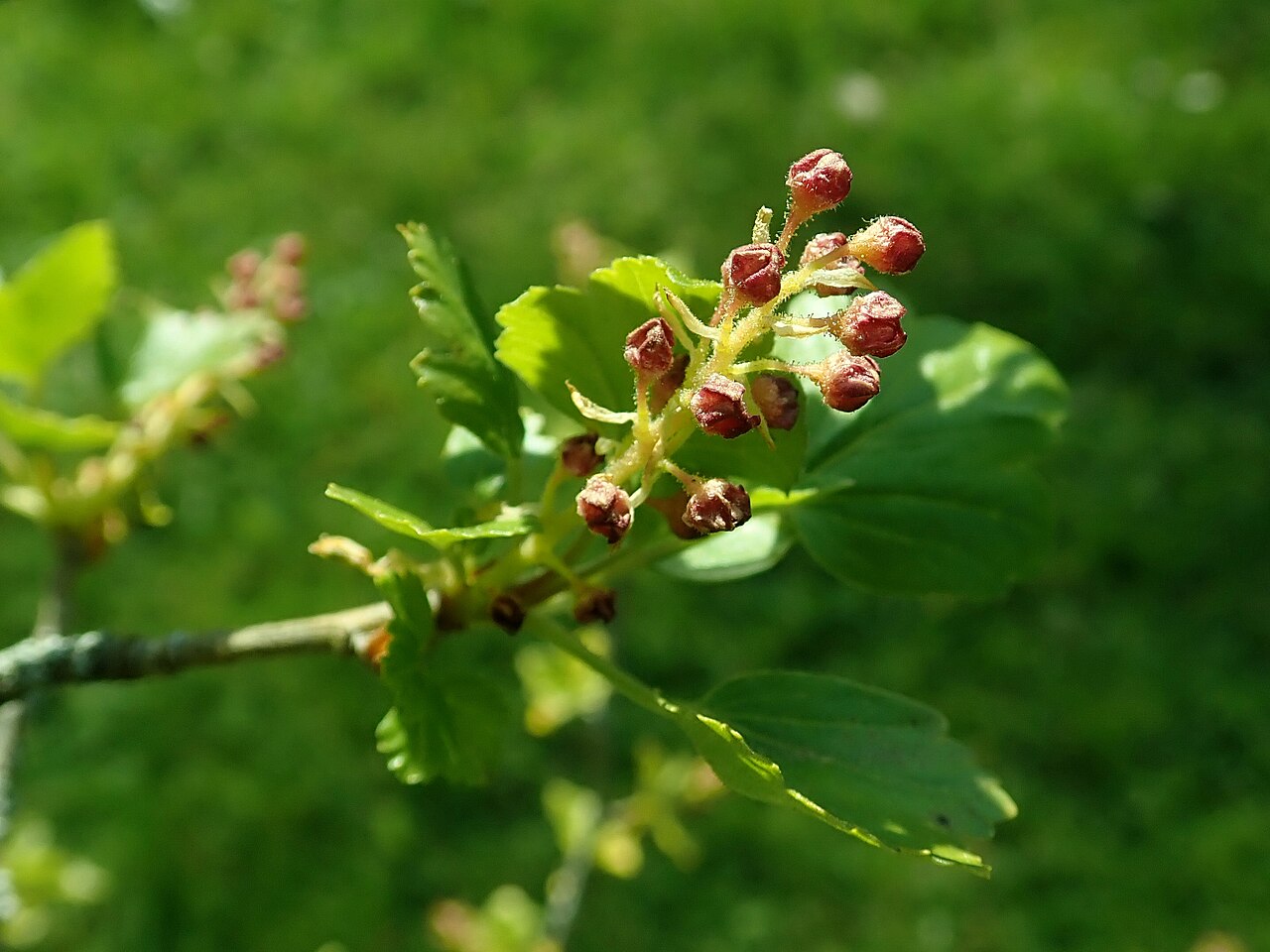 Ribes saxatile: Ribes saxatile , Berlin-Dahlem Botanical Garden.