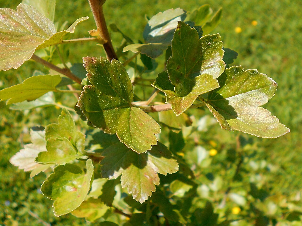 Ribes saxatile: Ribes saxatile , Botanischer Garten Berlin.