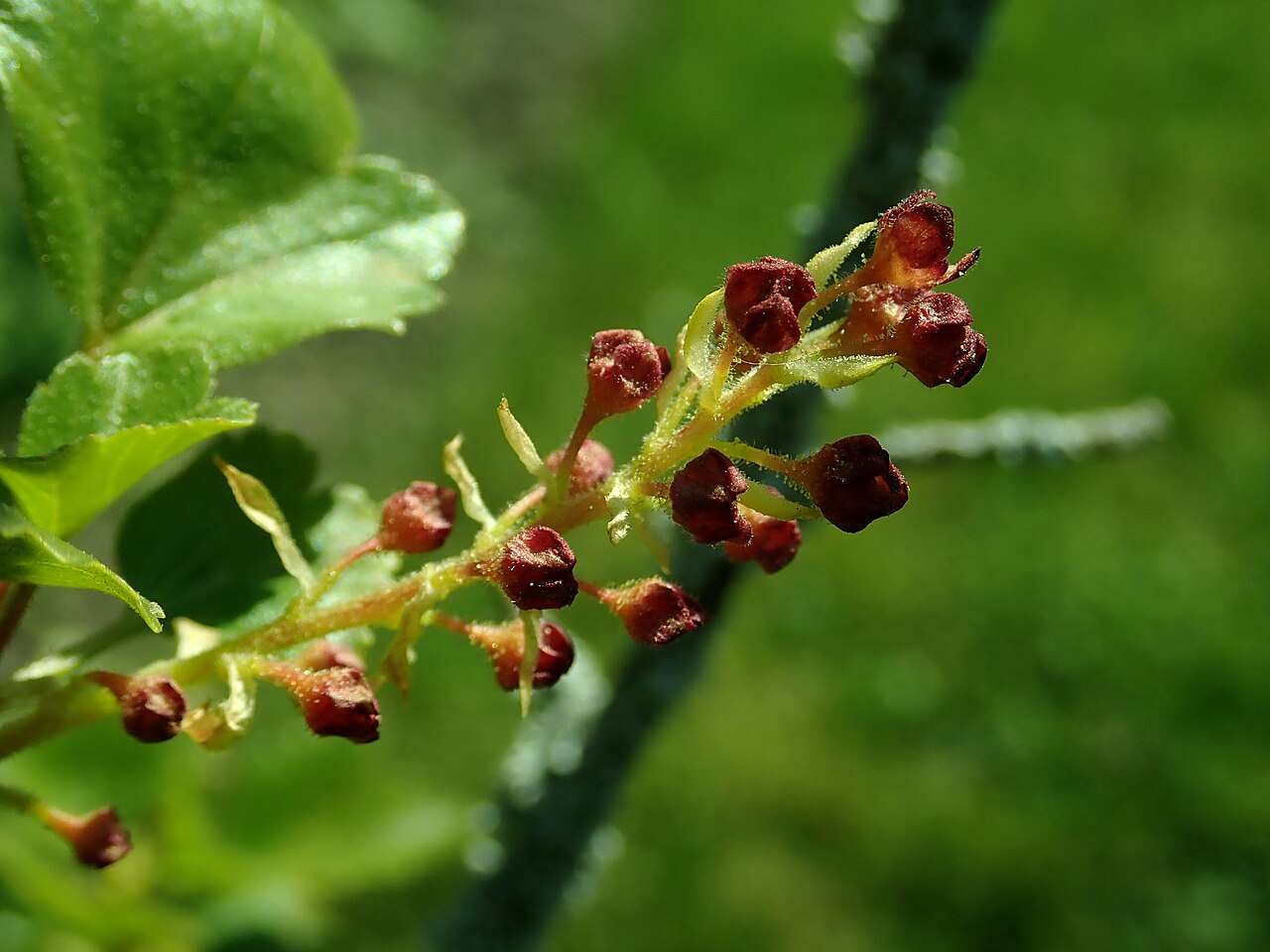 Ribes saxatile: Ribes saxatile , Berlin-Dahlem Botanical Garden.