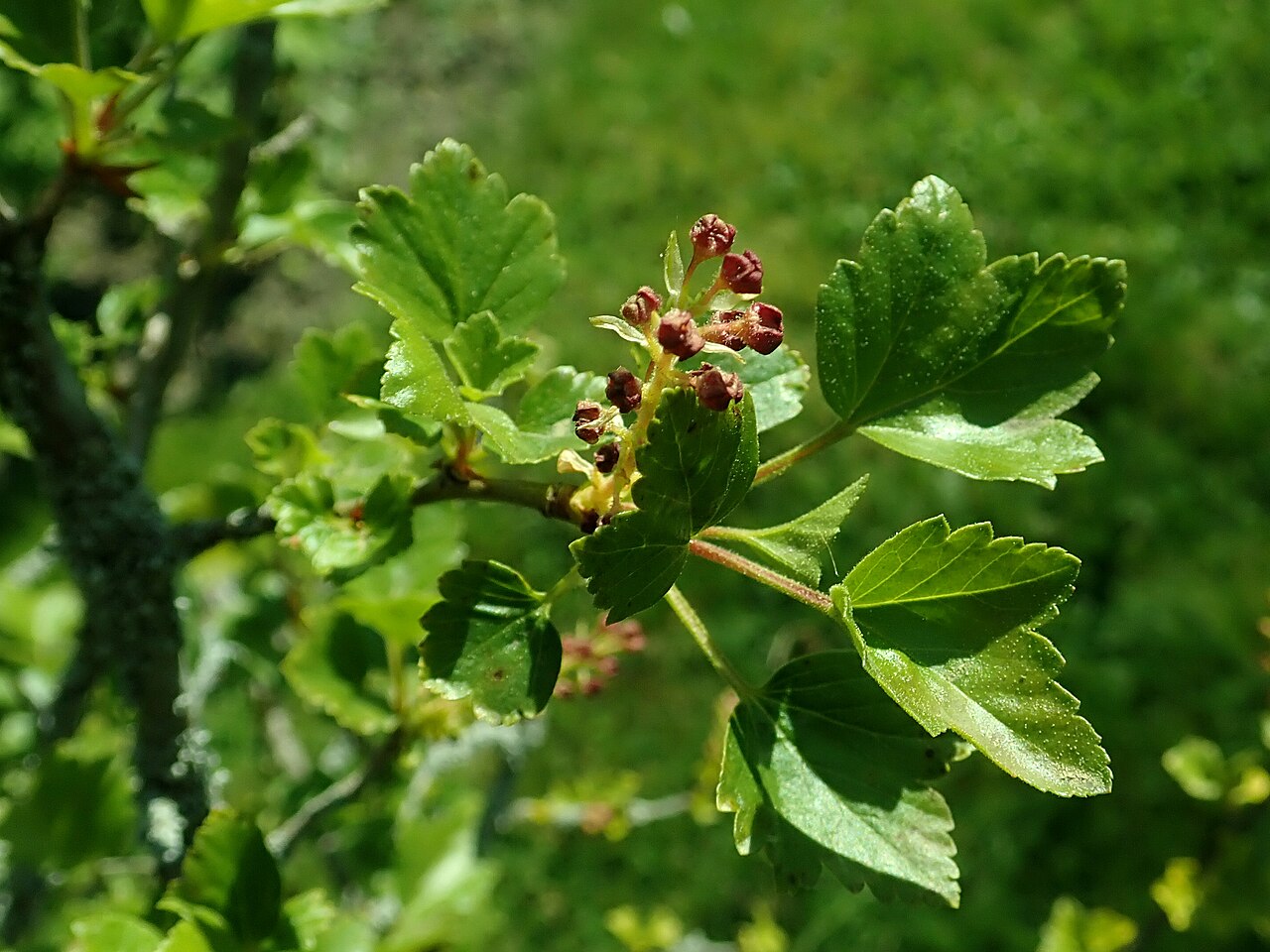 Ribes saxatile: Ribes saxatile , Berlin-Dahlem Botanical Garden.