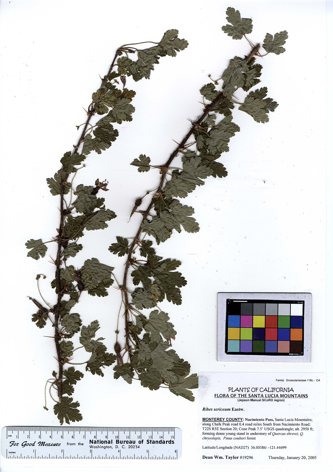 Lucia gooseberry: Ribes sericeum