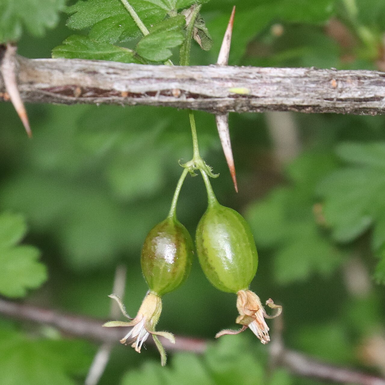 Ribes sinanense: Ribes sinanense in Akaishi Mountains, Nagano Prefecture, Japan.