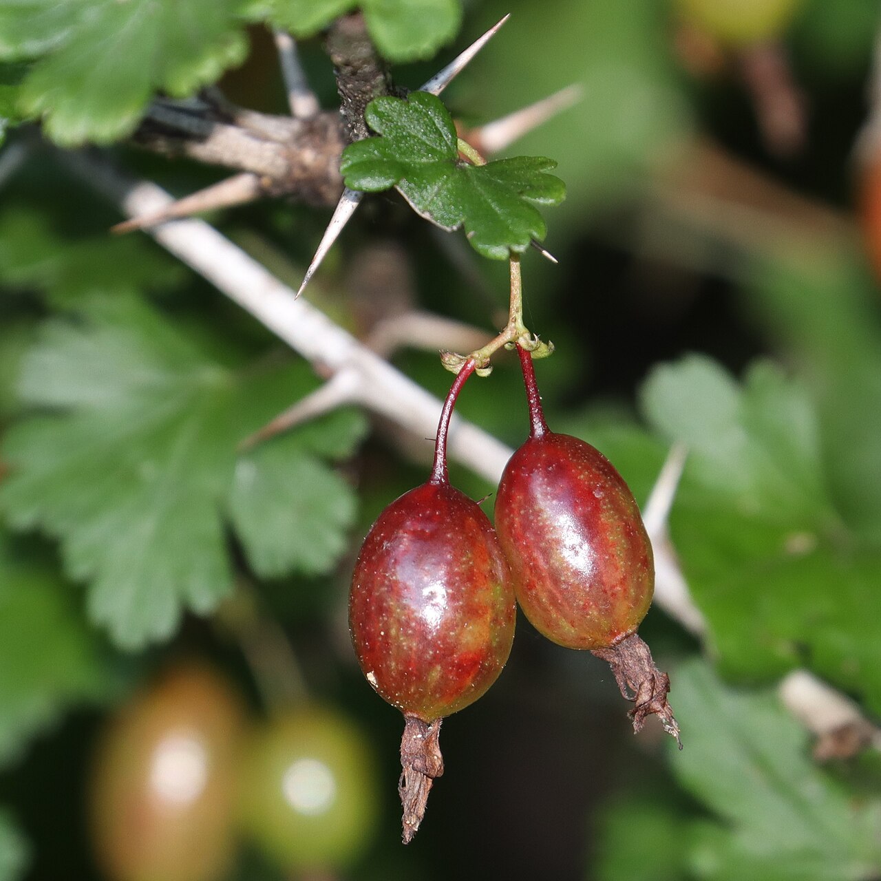 Ribes sinanense: Ribes sinanense in Akaishi Mountains, Nagano Prefecture, Japan.
