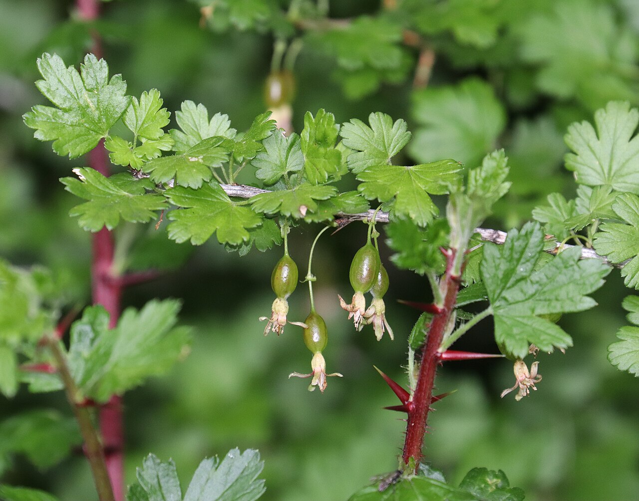 Ribes sinanense: Ribes sinanense in Akaishi Mountains, Nagano Prefecture, Japan.