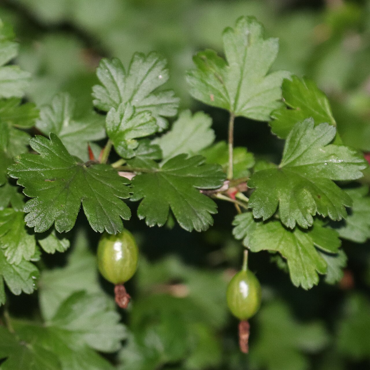 Ribes sinanense: Ribes sinanense in Akaishi Mountains, Nagano Prefecture, Japan.