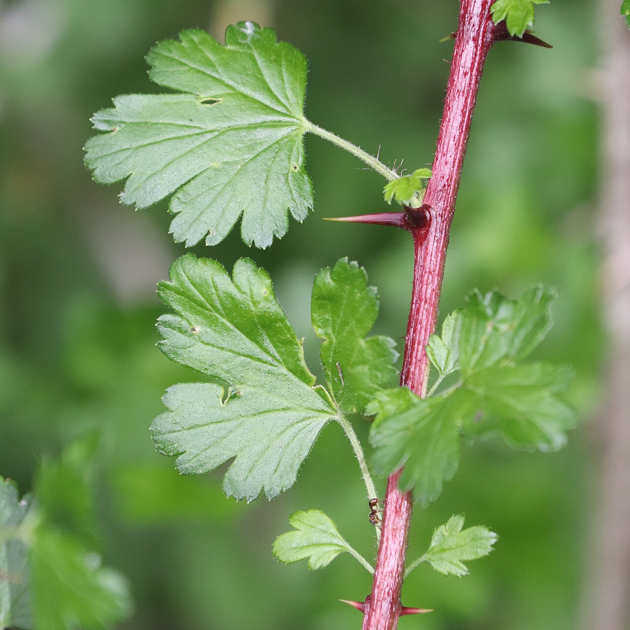 Ribes sinanense: Ribes sinanense in Akaishi Mountains, Nagano Prefecture, Japan.