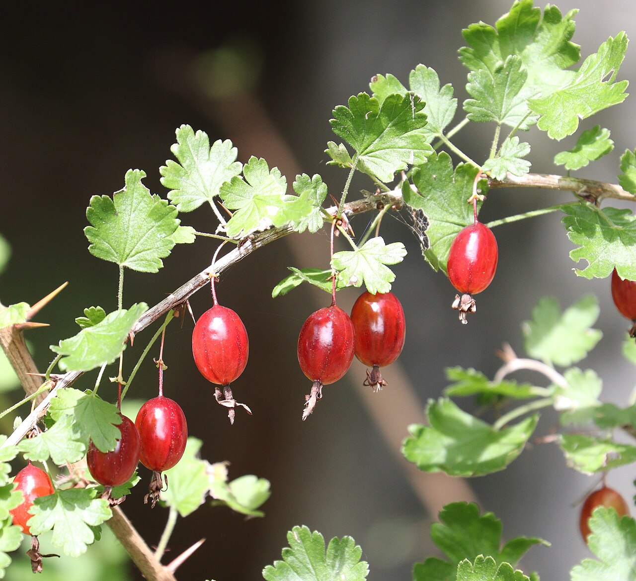 Ribes sinanense: Ribes sinanense in Akaishi Mountains, Nagano Prefecture, Japan.