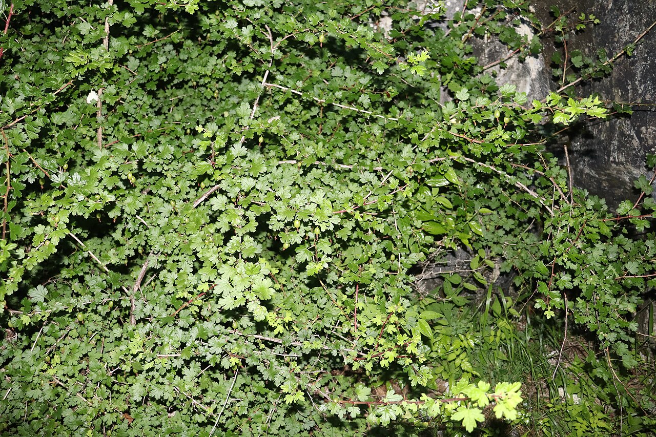 Ribes sinanense: Ribes sinanense in Akaishi Mountains, Nagano Prefecture, Japan.