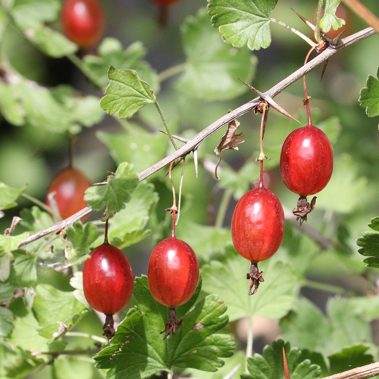 Ribes sinanense: Ribes sinanense in Akaishi Mountains, Nagano Prefecture, Japan.