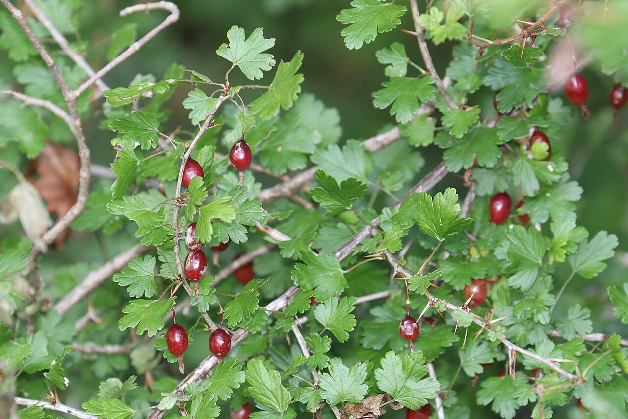 Ribes sinanense: Ribes sinanense in Akaishi Mountains, Nagano Prefecture, Japan.