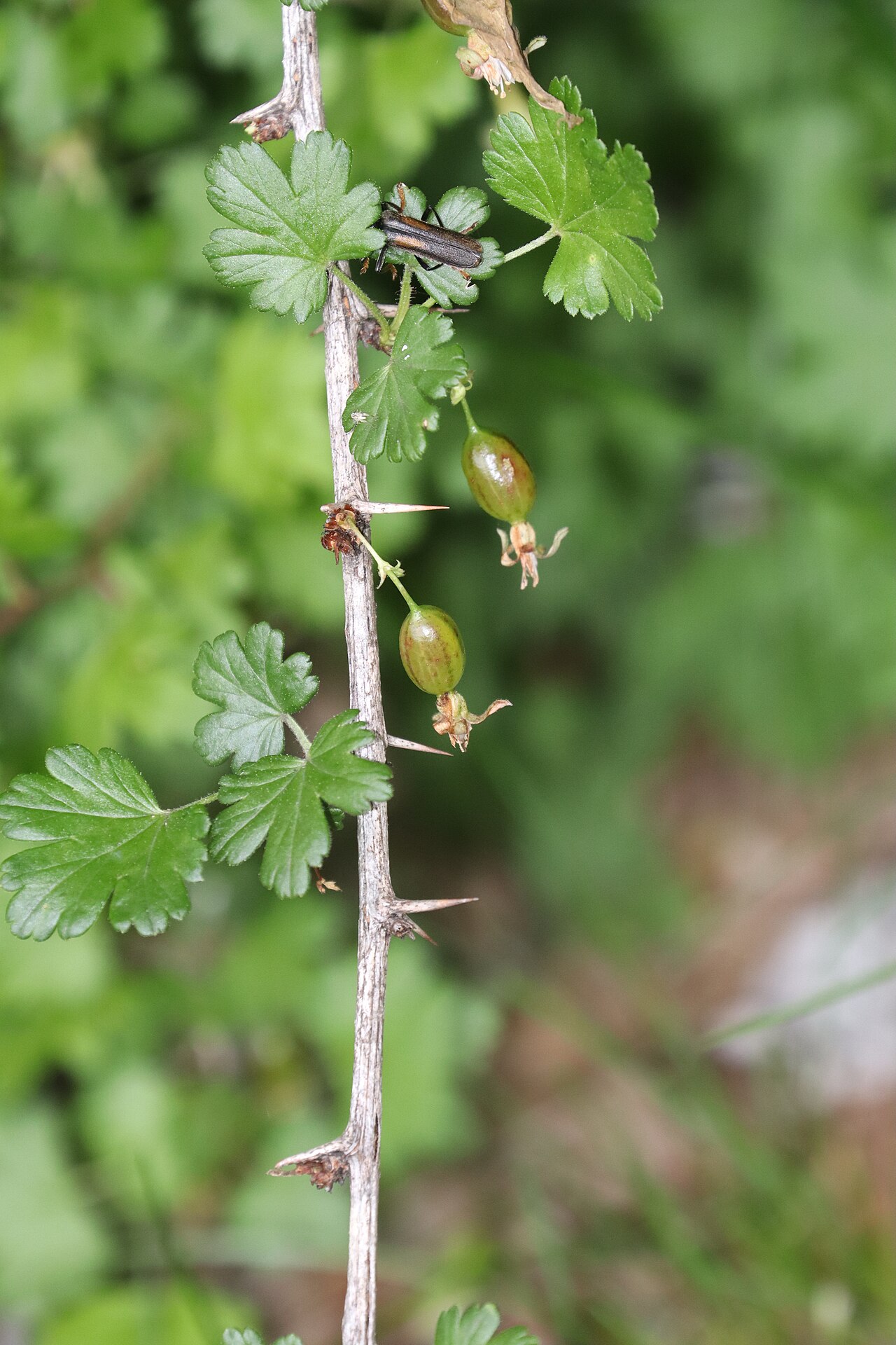 Ribes sinanense: Ribes sinanense in Akaishi Mountains, Nagano Prefecture, Japan.