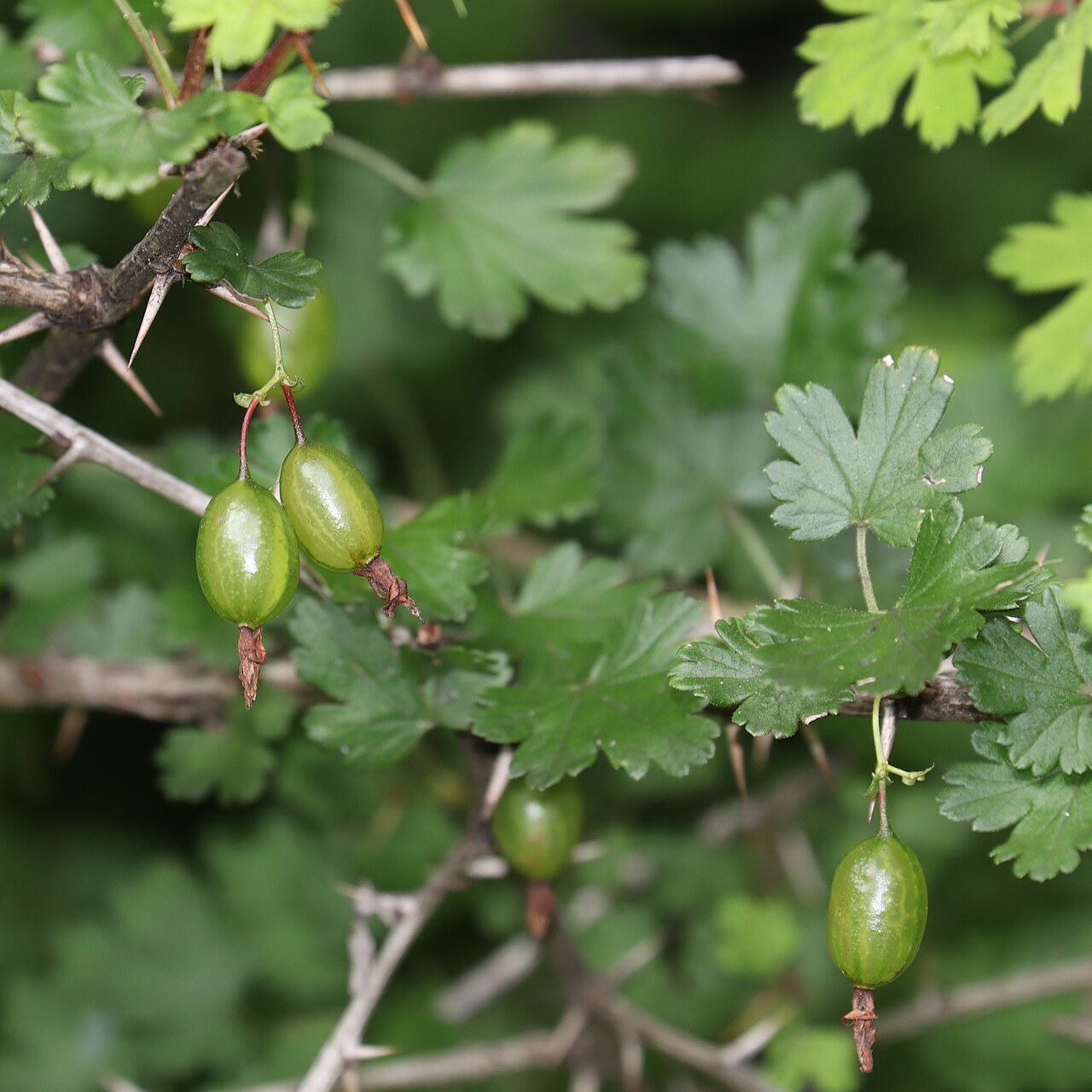 Ribes sinanense: Ribes sinanense in Akaishi Mountains, Nagano Prefecture, Japan.