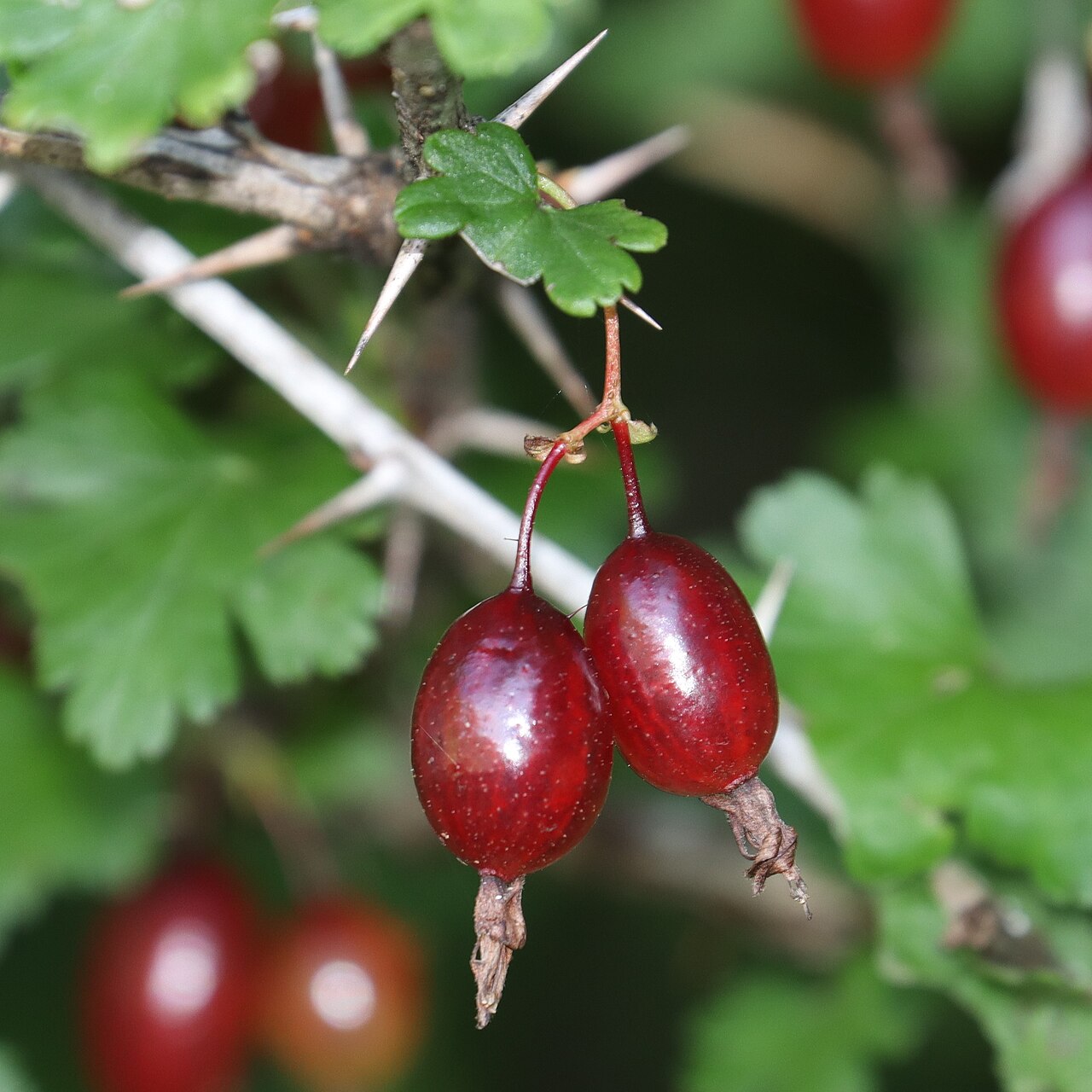 Ribes sinanense: Ribes sinanense in Akaishi Mountains, Nagano Prefecture, Japan.