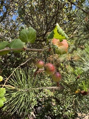 Santa Cruz gooseberry (Ribes thacherianum)