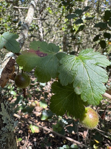 Santa Cruz gooseberry (Ribes thacherianum)