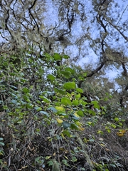 Santa Cruz gooseberry (Ribes thacherianum)
