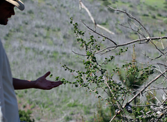 Santa Cruz gooseberry (Ribes thacherianum)