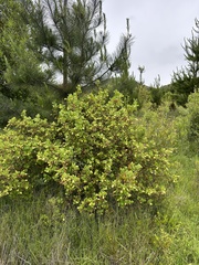Ribes trilobum (Ribes trilobum)