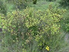 Ribes trilobum (Ribes trilobum)
