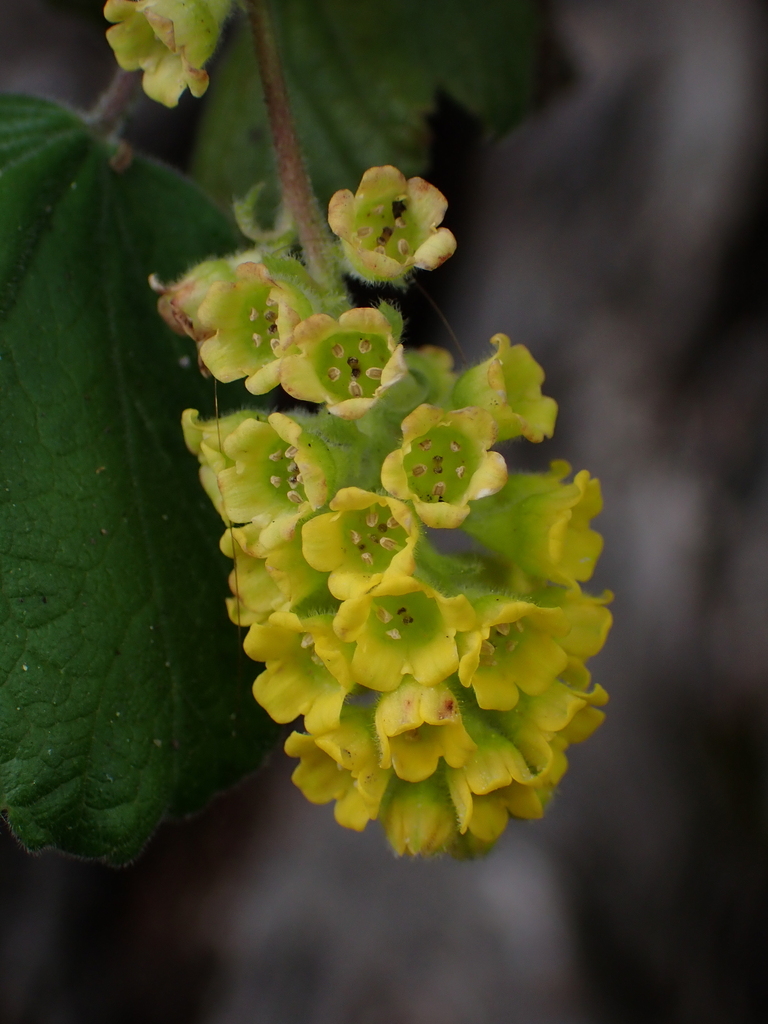 Ribes trilobum (Ribes trilobum)